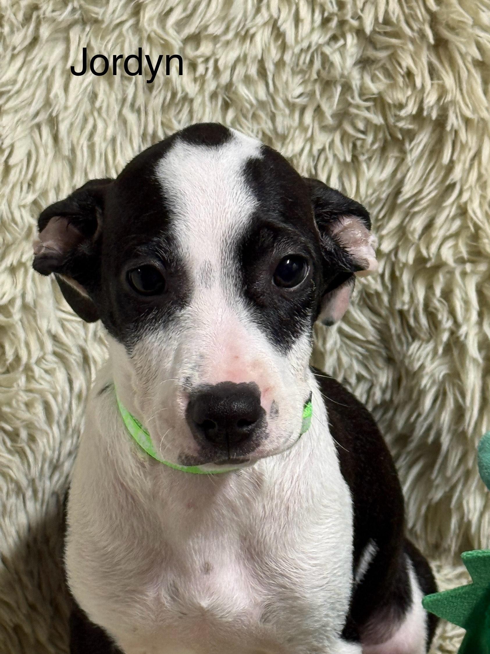 Jordyn, a Adoptable mixed breed in modesto, CA image 2/3