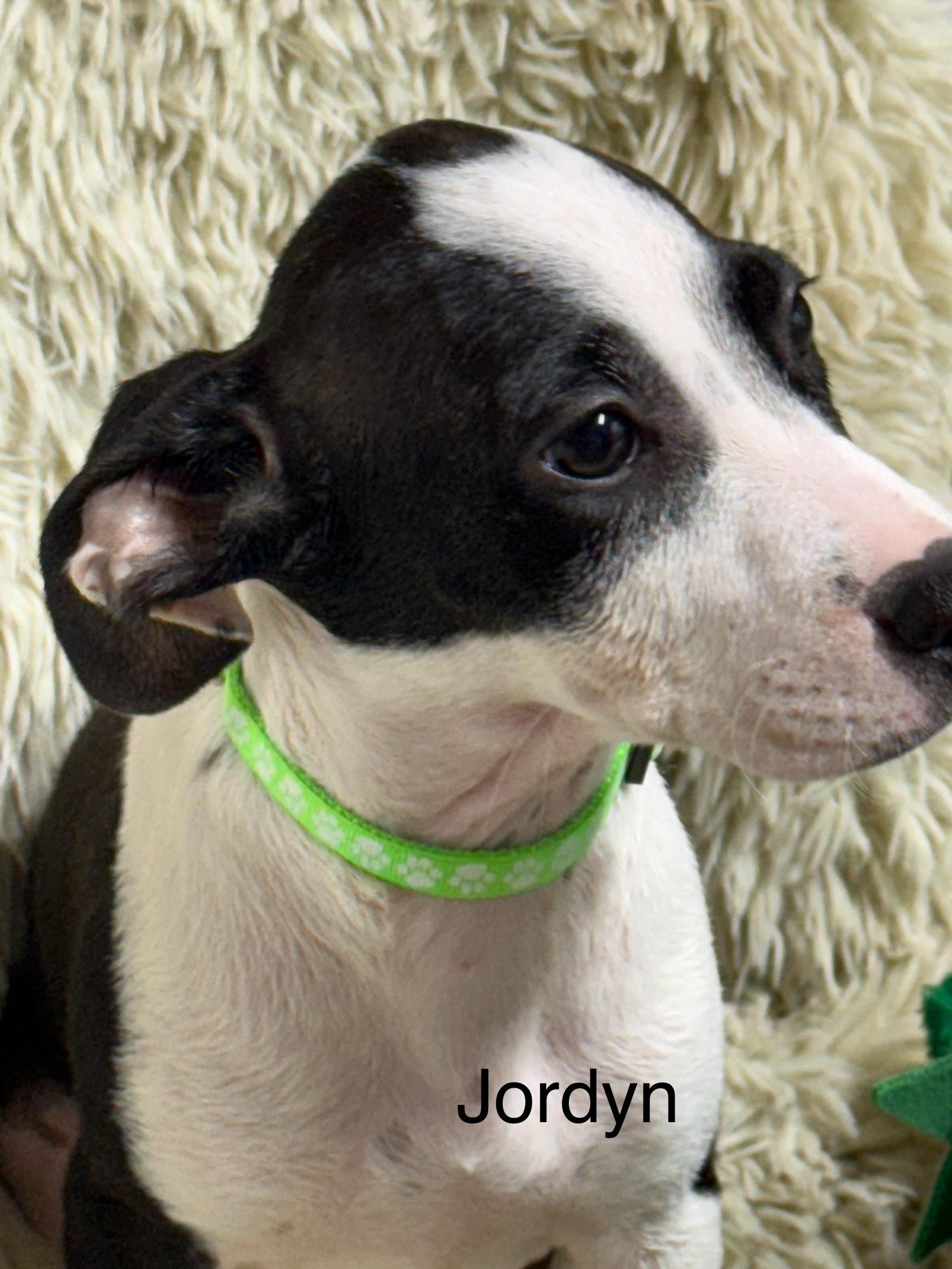 Jordyn, a Adoptable mixed breed in modesto, CA image 3/3