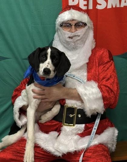 Enlarge Tracker, a Adoptable mixed breed in Wilkesboro, NC image 1/3