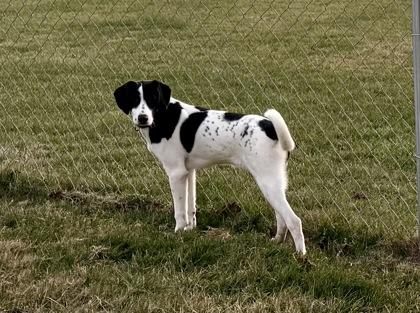 Enlarge Tracker, a Adoptable mixed breed in Wilkesboro, NC image 2/3