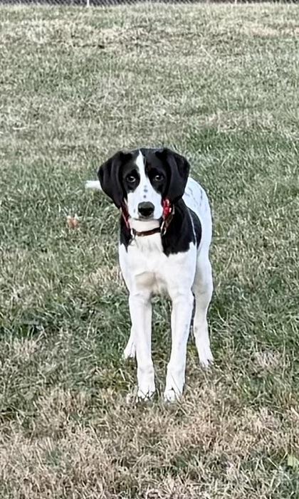 Enlarge Tracker, a Adoptable mixed breed in Wilkesboro, NC image 3/3