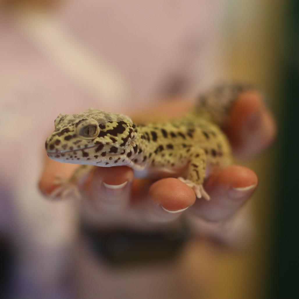 Gwen, Adoptable, Adult Female Gecko.