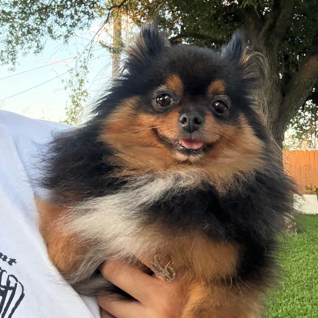 Sanita, Adoptable, Adult Female Pomeranian.