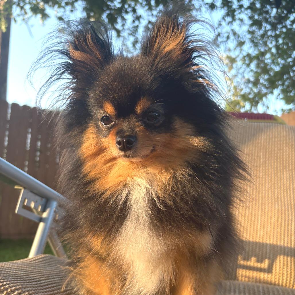 Enlarge Sanita, a Adoptable Pomeranian in Houston, TX image 2/4