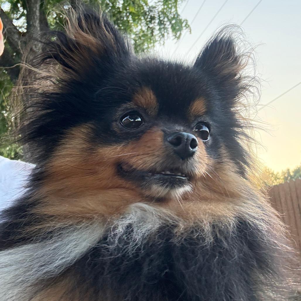 Enlarge Sanita, a Adoptable Pomeranian in Houston, TX image 3/4