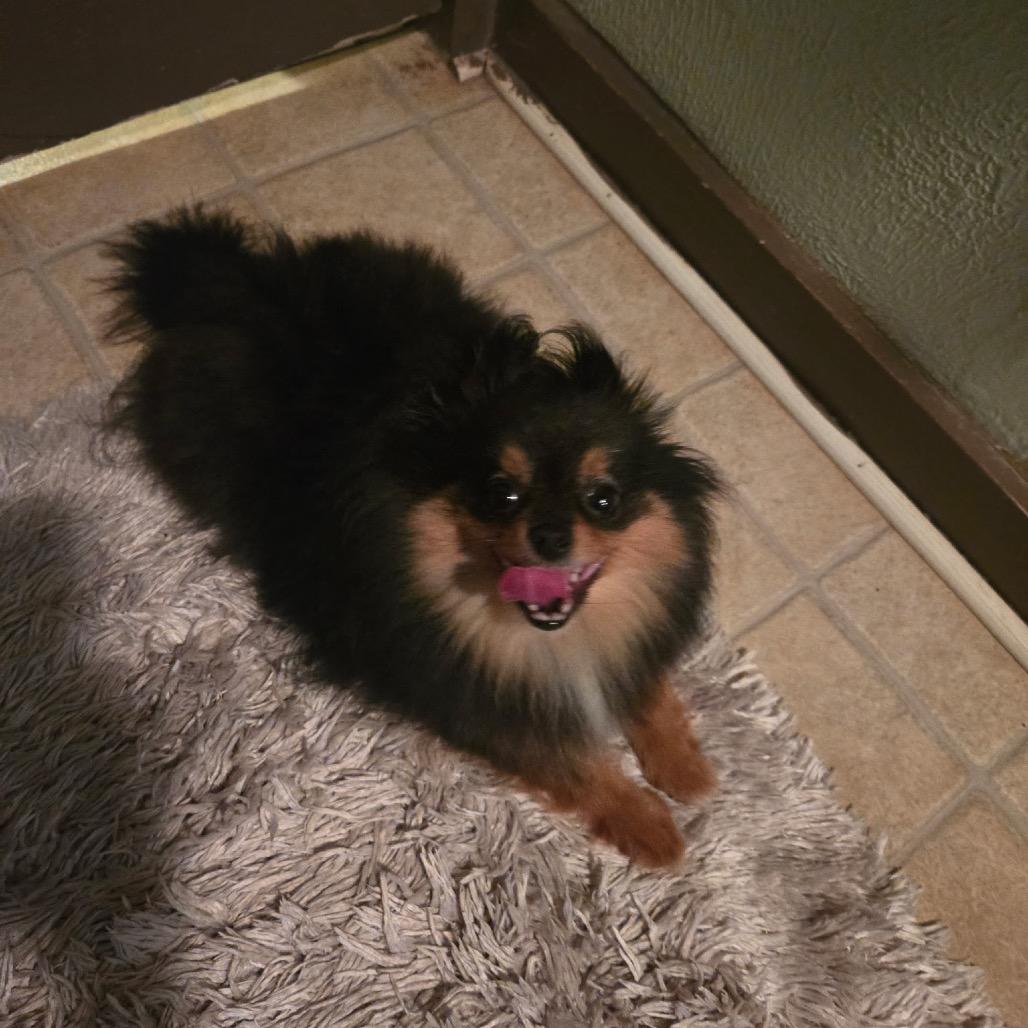 Enlarge Sanita, a Adoptable Pomeranian in Houston, TX image 4/4