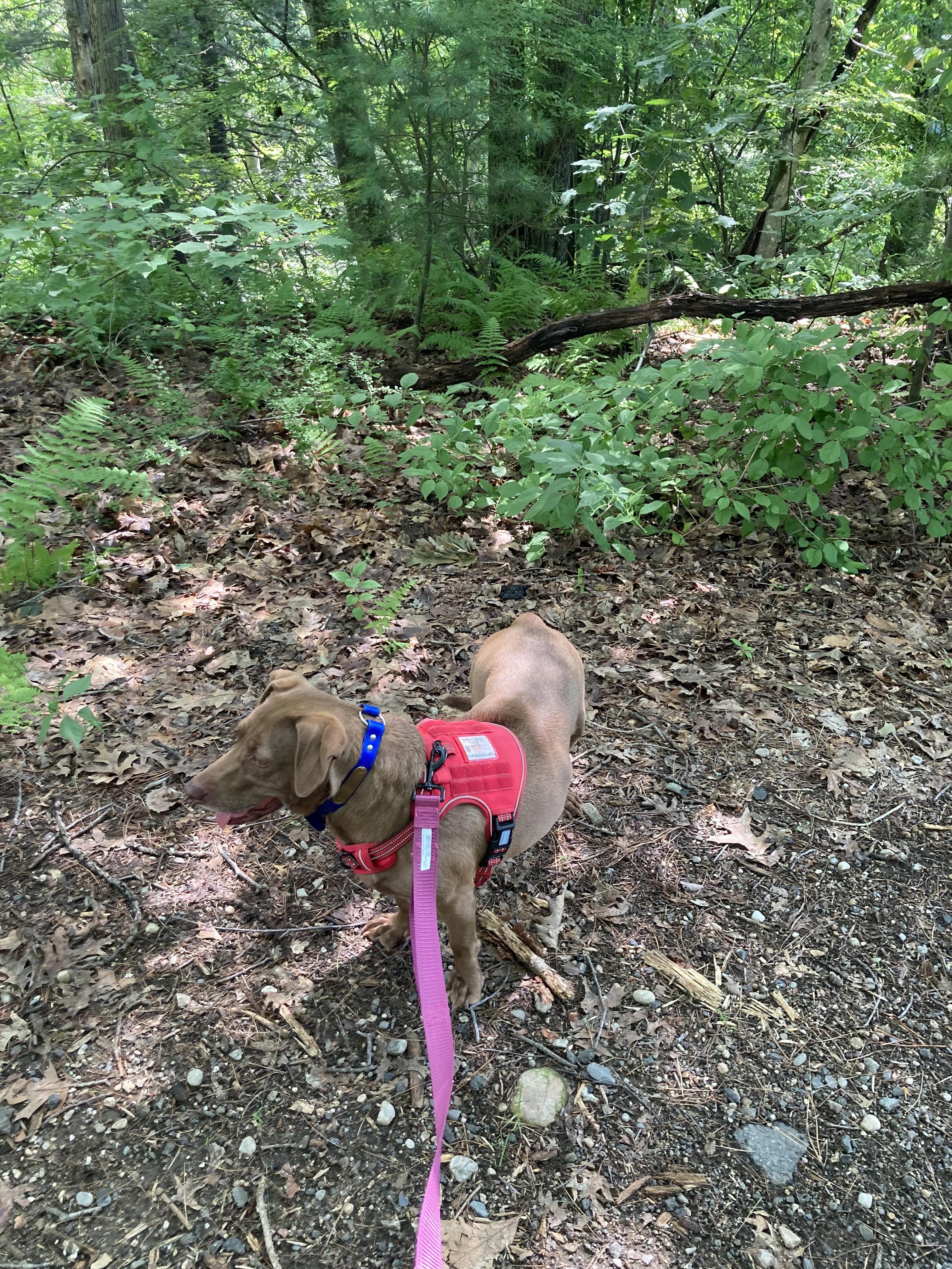 Enlarge Lacey, an adopted mixed breed in Turners Falls, MA image 2/3