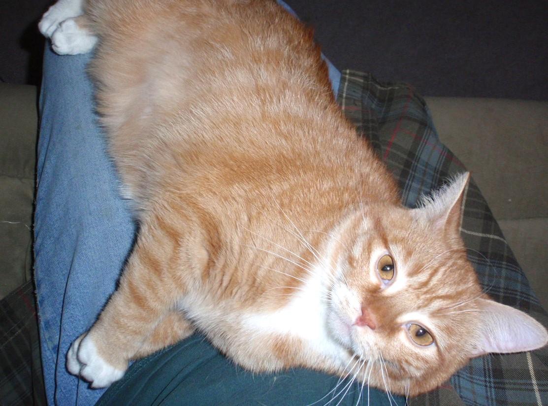Enlarge Teddy, an adoptable mixed breed in Delta, CO image 4/6