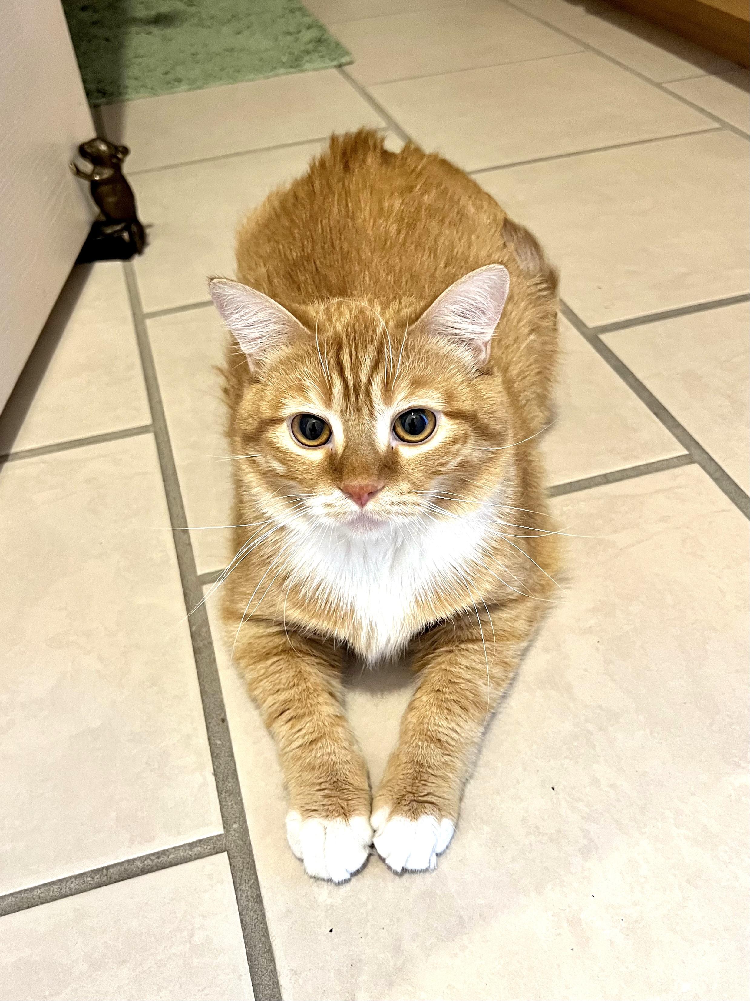 Teddy, adoptable, Young Male Tabby.