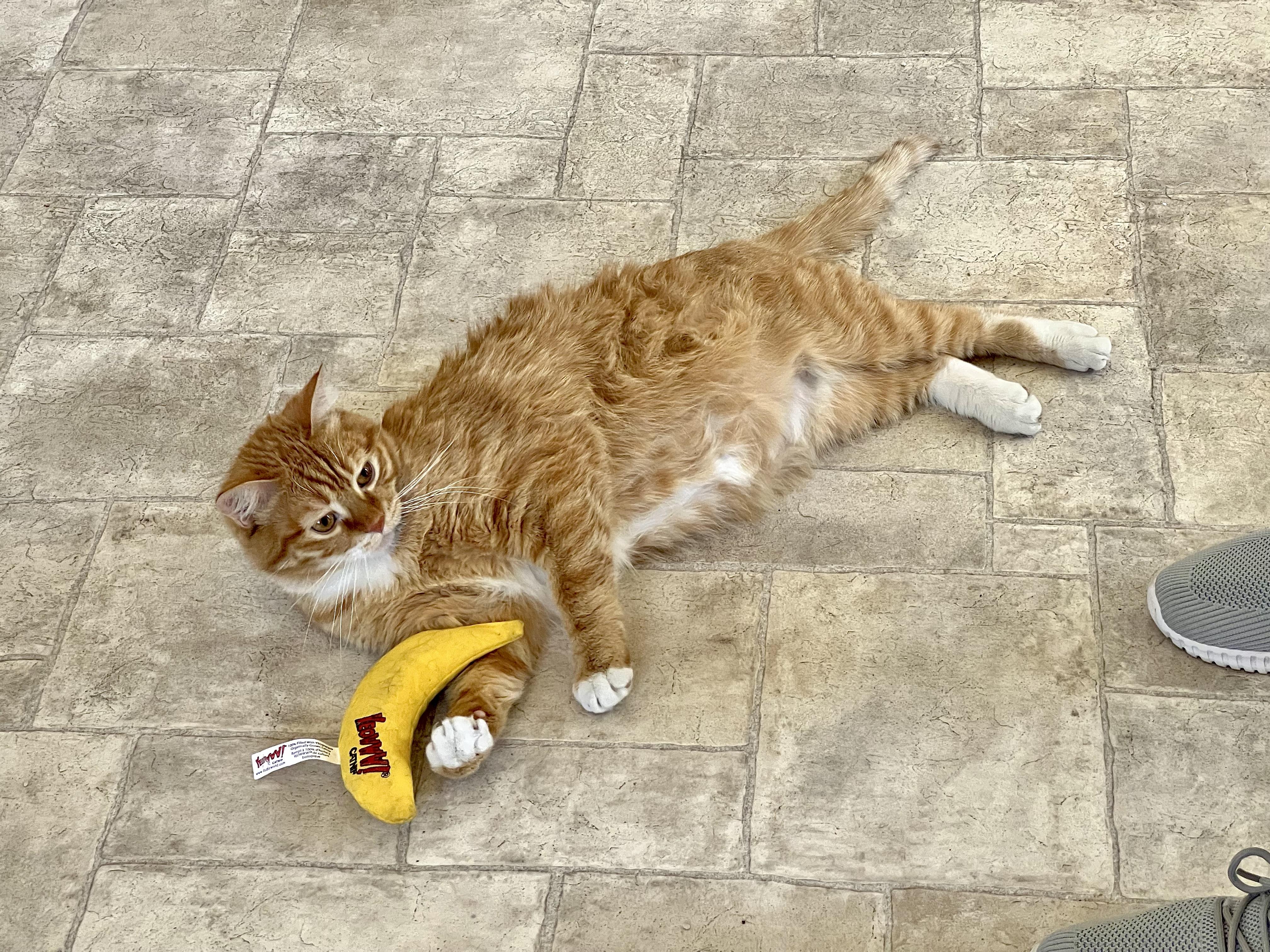 Enlarge Teddy, an adoptable mixed breed in Delta, CO image 2/6