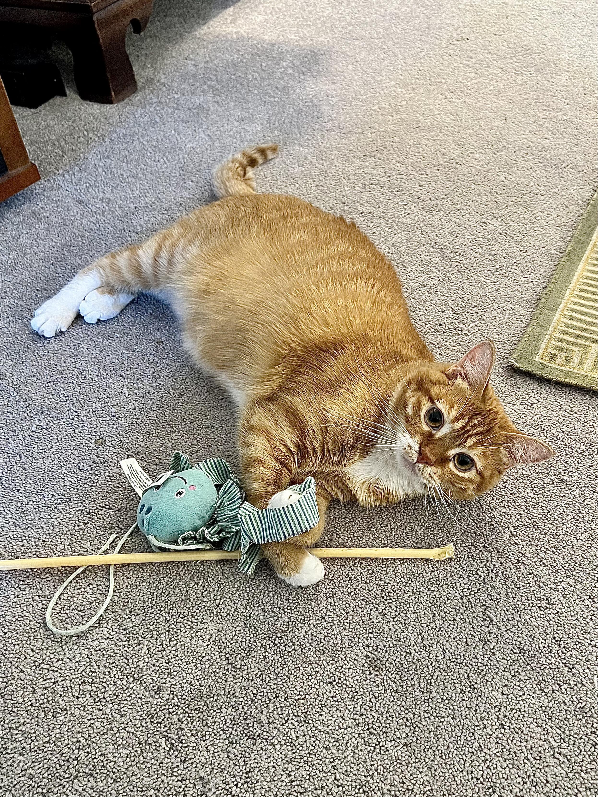 Enlarge Teddy, an adoptable mixed breed in Delta, CO image 1/6