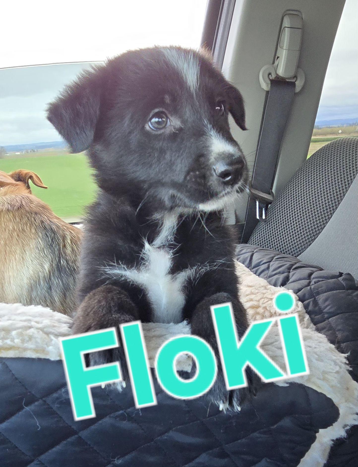 Floki, Young Male Shepherd