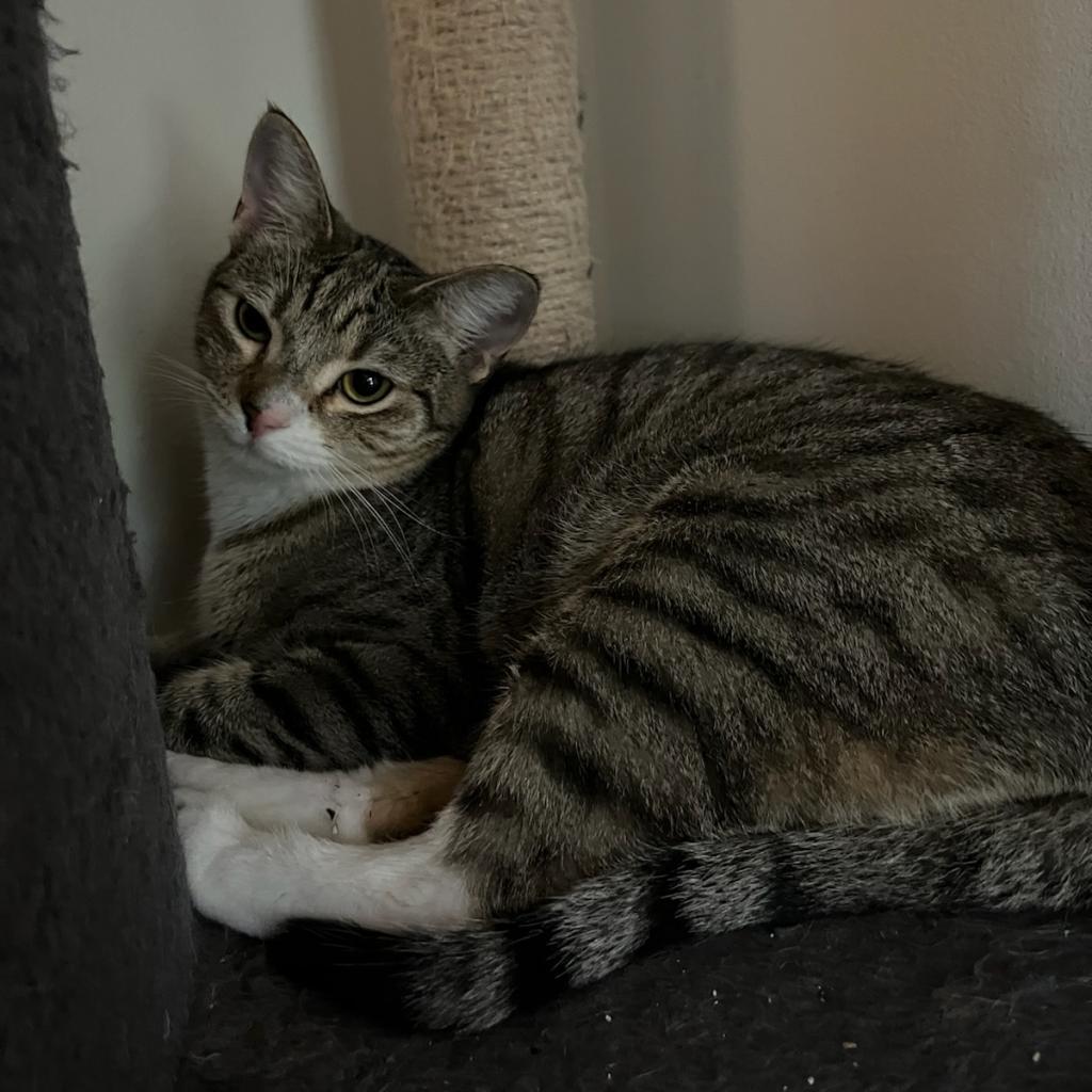 Raven — thumbnail 2