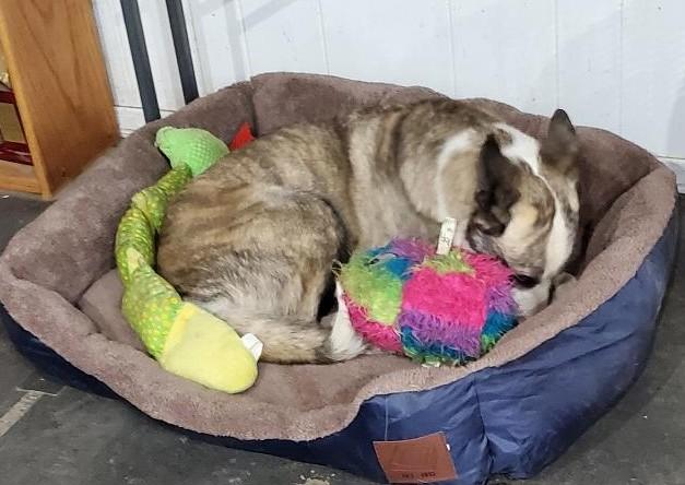 Enlarge Chiquita, an adopted mixed breed in Bend, OR image 2/6