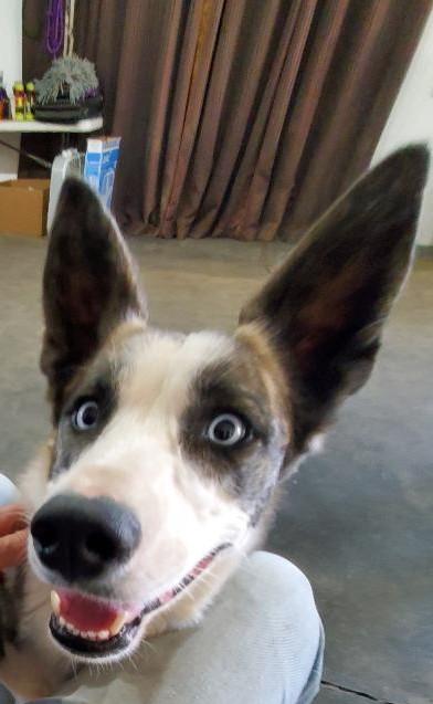 Enlarge Chiquita, an adopted mixed breed in Bend, OR image 1/6