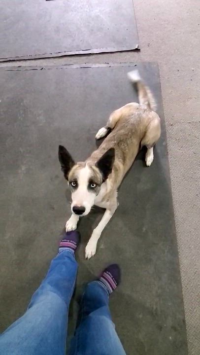 Enlarge Chiquita, an adopted mixed breed in Bend, OR video 4/6