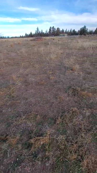 Enlarge Chiquita, an adopted mixed breed in Bend, OR video 5/6