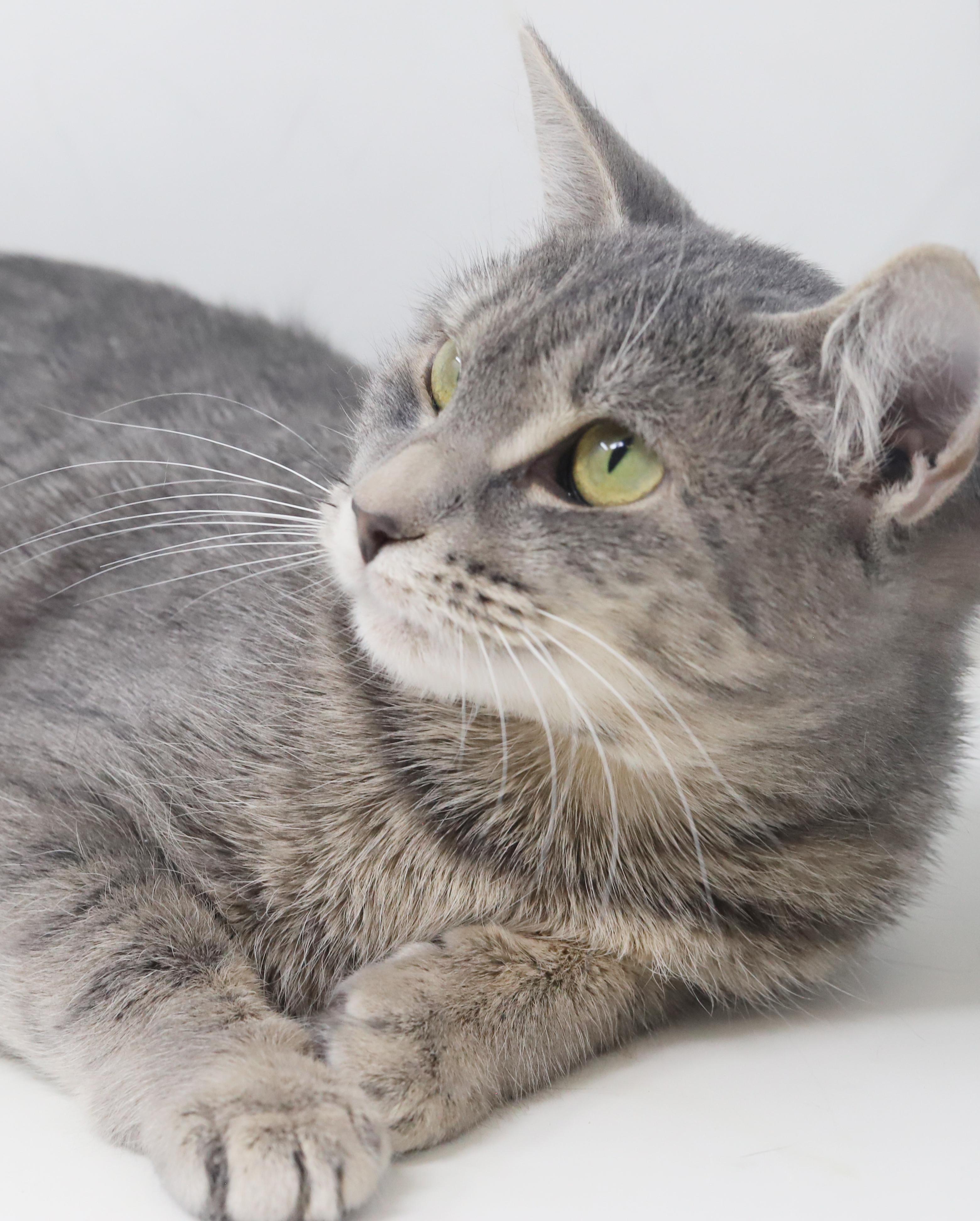 Joy will make u jump with joy!  Silver snuggler!, Adoptable, Kitten Female Silver & Tabby.