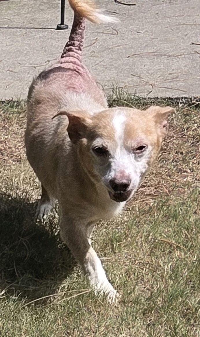 Milo, a ADOPTABLE Mixed Breed in North Augusta, SC image 3/6
