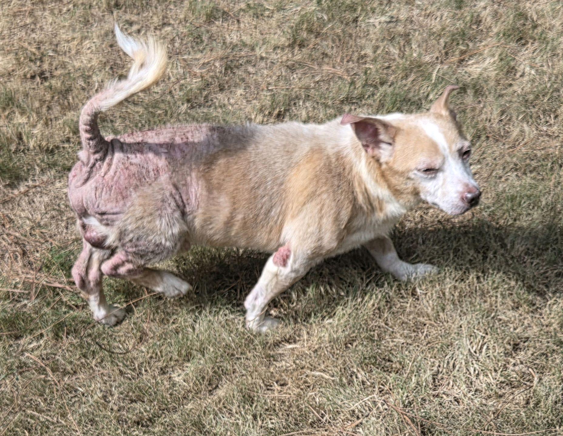 Milo, a ADOPTABLE Mixed Breed in North Augusta, SC image 4/6