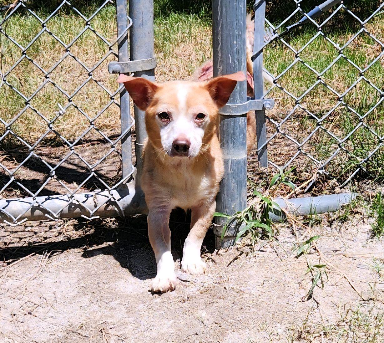 Milo, a ADOPTABLE Mixed Breed in North Augusta, SC image 1/6