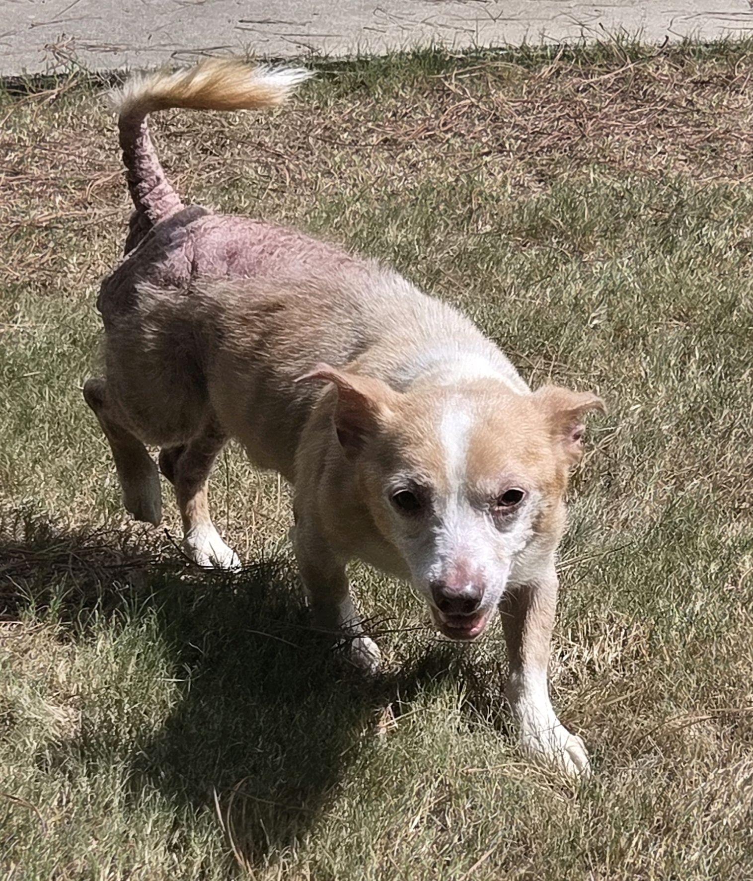 Milo, a ADOPTABLE Mixed Breed in North Augusta, SC image 2/6
