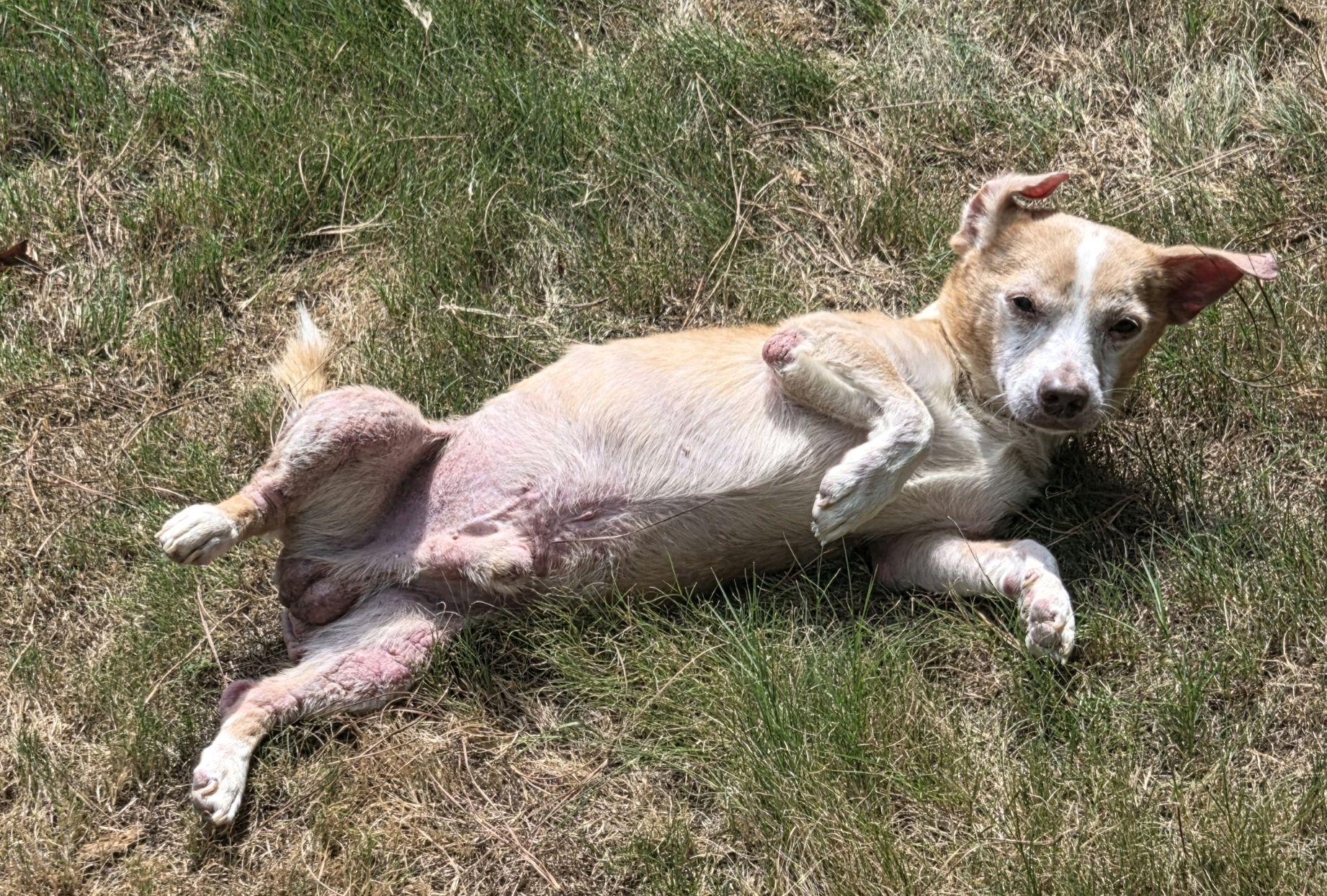 Milo, a ADOPTABLE Mixed Breed in North Augusta, SC image 5/6