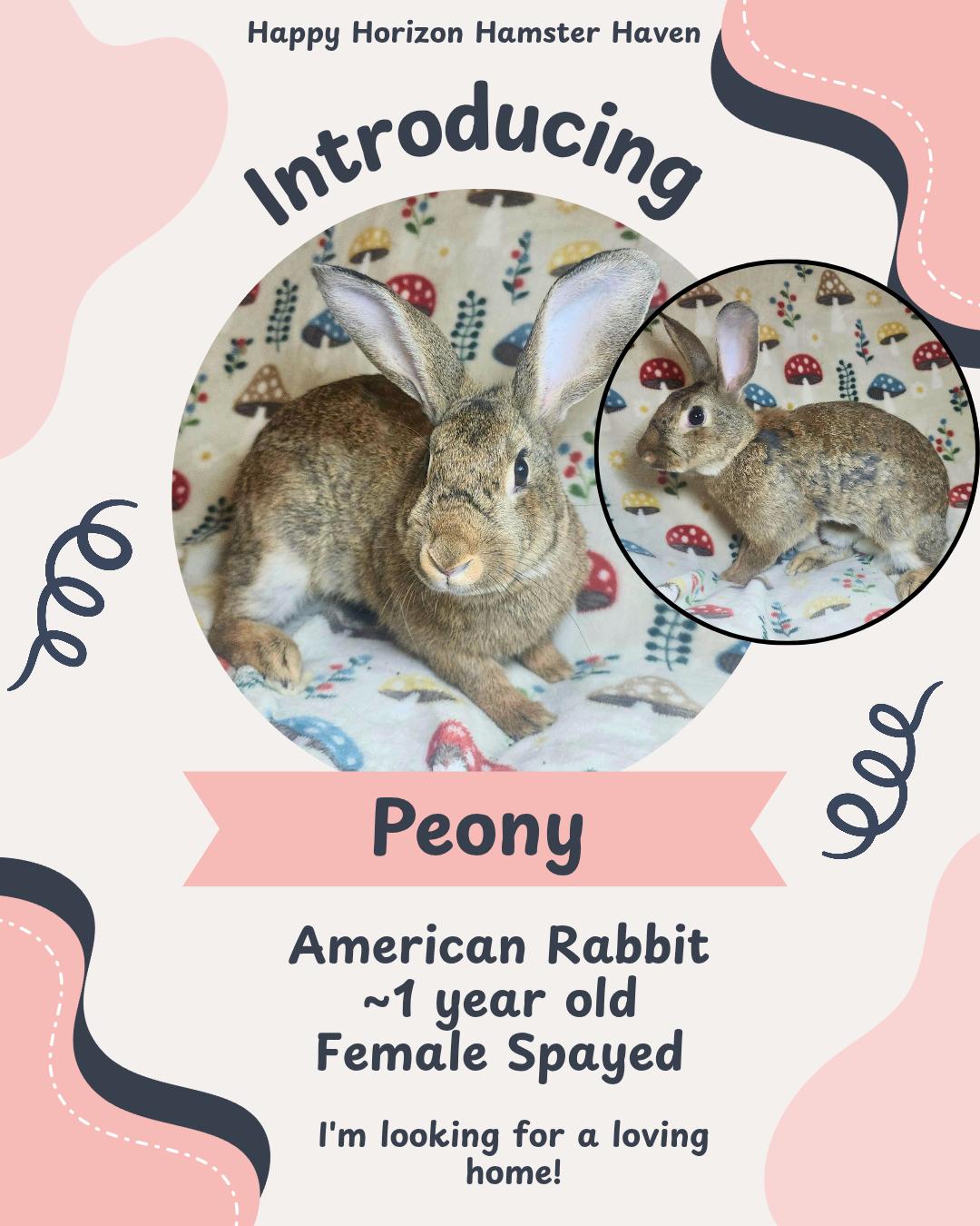 Enlarge Peony, an adoptable American in West Chester, OH image 1/1