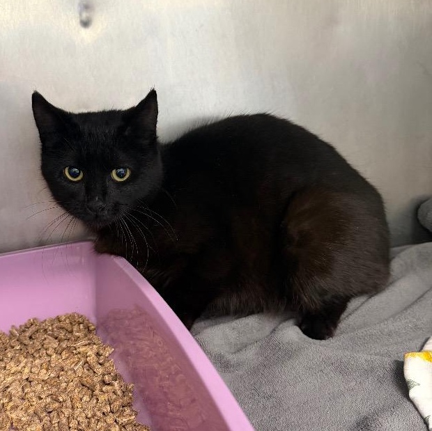 Eden, ADOPTABLE, Young Female Domestic Short Hair.