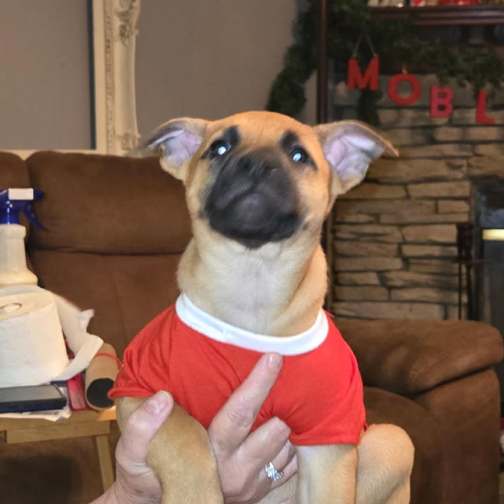 Paisley, Adoptable, Puppy Female Shepherd.