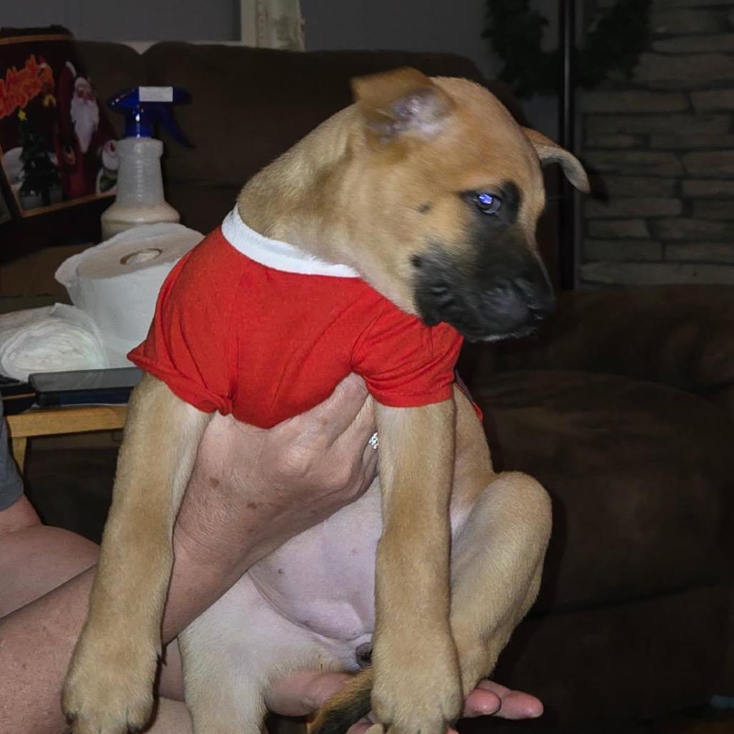 Enlarge Paisley, a Adoptable Shepherd in Opelika, AL image 2/2