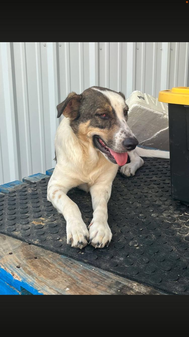 Shadow, a Adoptable mixed breed in Arvada, CO image 2/6