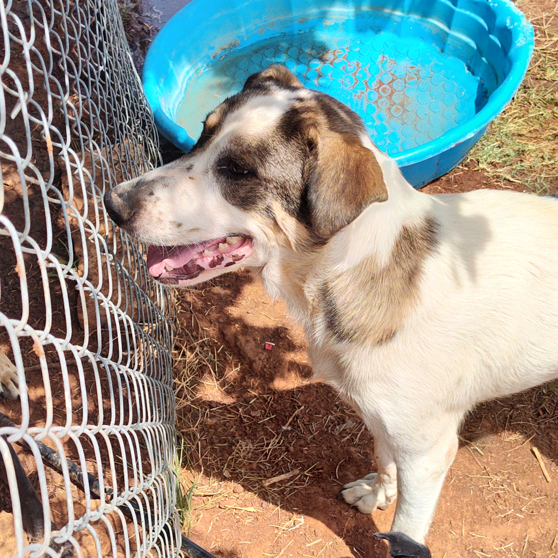 Shadow, a Adoptable mixed breed in Arvada, CO image 3/6