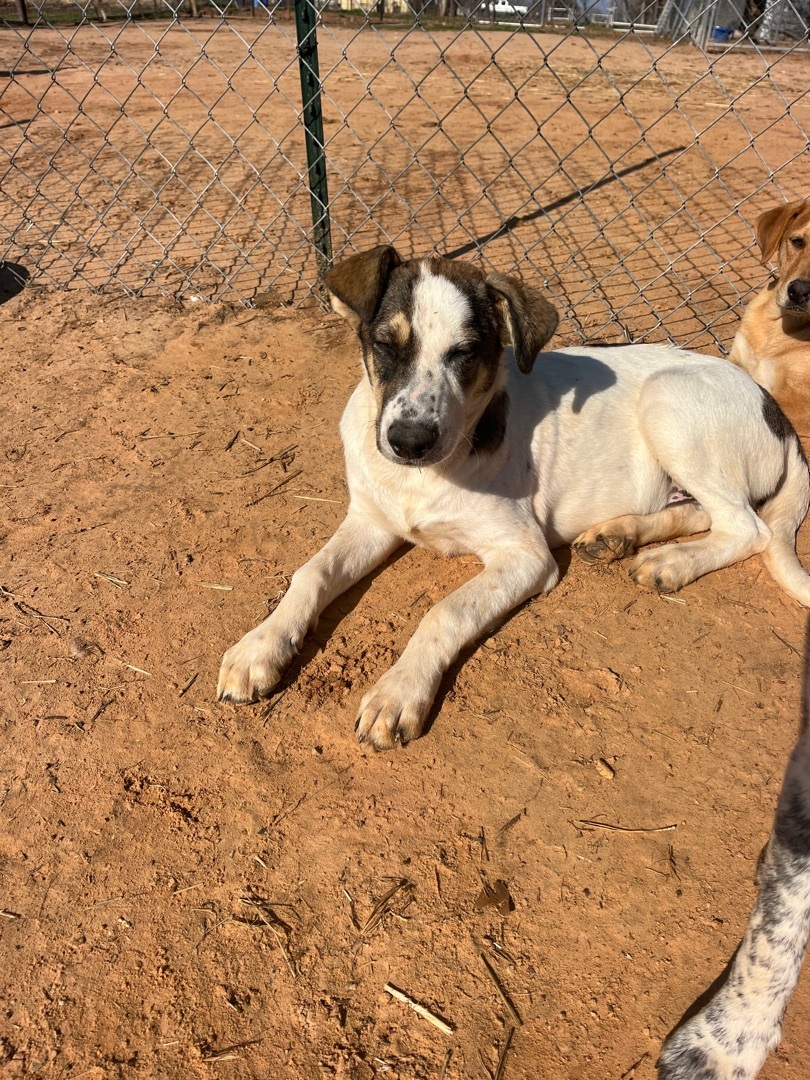 Shadow, a Adoptable mixed breed in Arvada, CO image 5/6