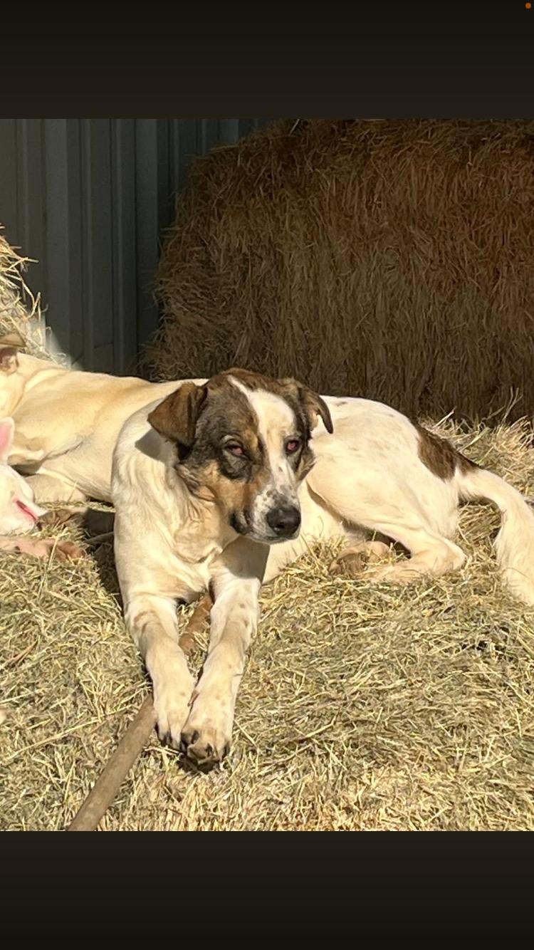 Shadow, Adoptable, Adult Male Terrier.