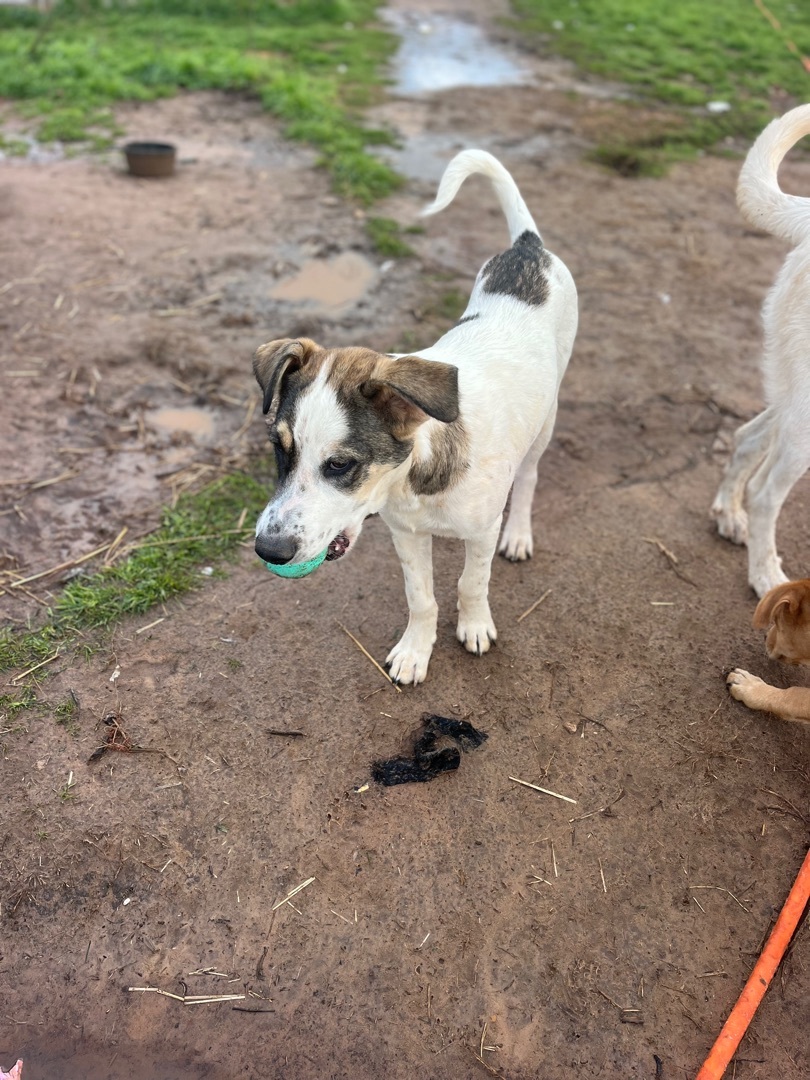 Shadow, a Adoptable mixed breed in Arvada, CO image 6/6
