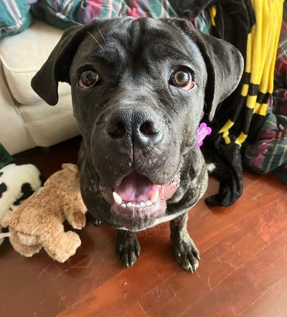 Mia, Adoptable, Young Female Cane Corso.