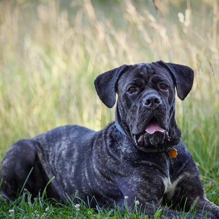 Mia, Adoptable, Adult Female Mastiff.