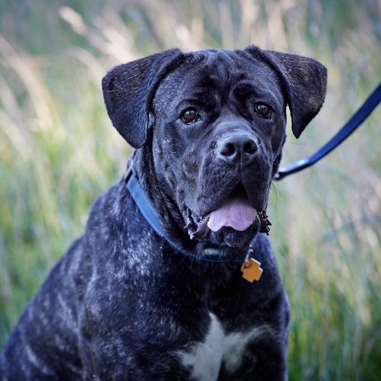 Enlarge Mia, a Adoptable mixed breed in Chicago, IL image 5/6