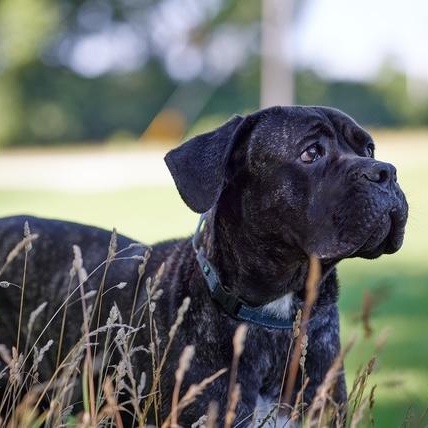 Enlarge Mia, a Adoptable mixed breed in Chicago, IL image 2/6