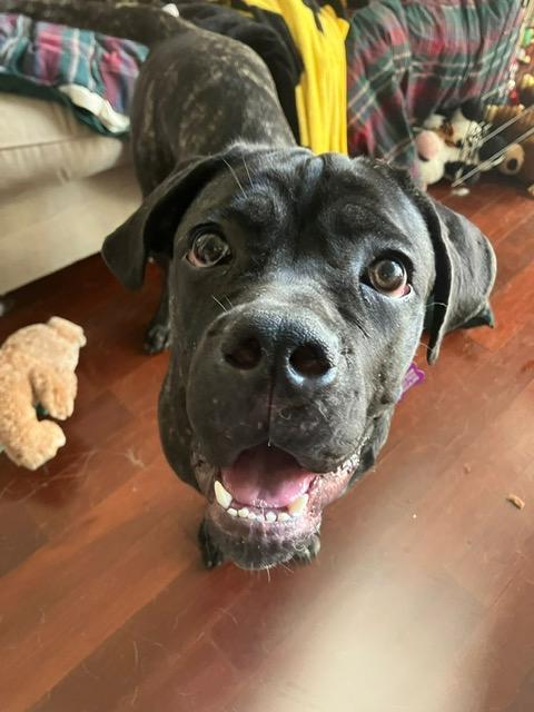 Mia, a Adoptable mixed breed in Chicago, IL image 3/5