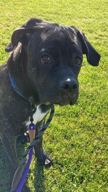 Mia, a Adoptable mixed breed in Chicago, IL image 4/5