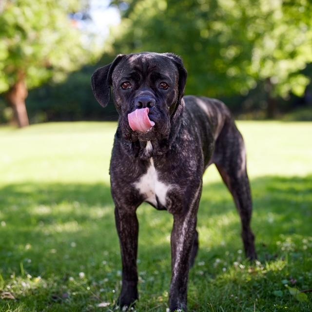 Enlarge Mia, a Adoptable mixed breed in Chicago, IL image 3/6