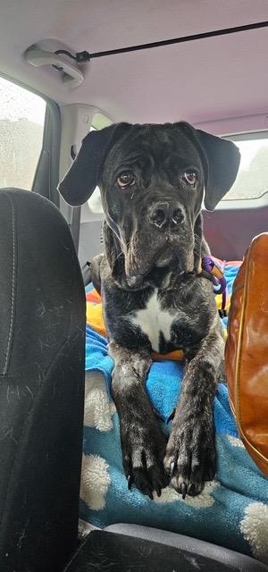 Mia, a Adoptable mixed breed in Chicago, IL image 5/5