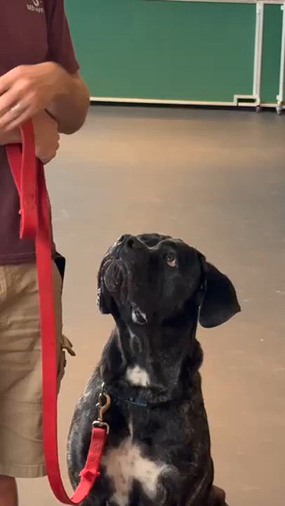 Enlarge Mia, a Adoptable mixed breed in Chicago, IL video 4/6
