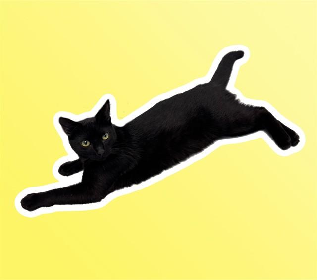 DEXTER, Adoptable, Young Male Domestic Short Hair.