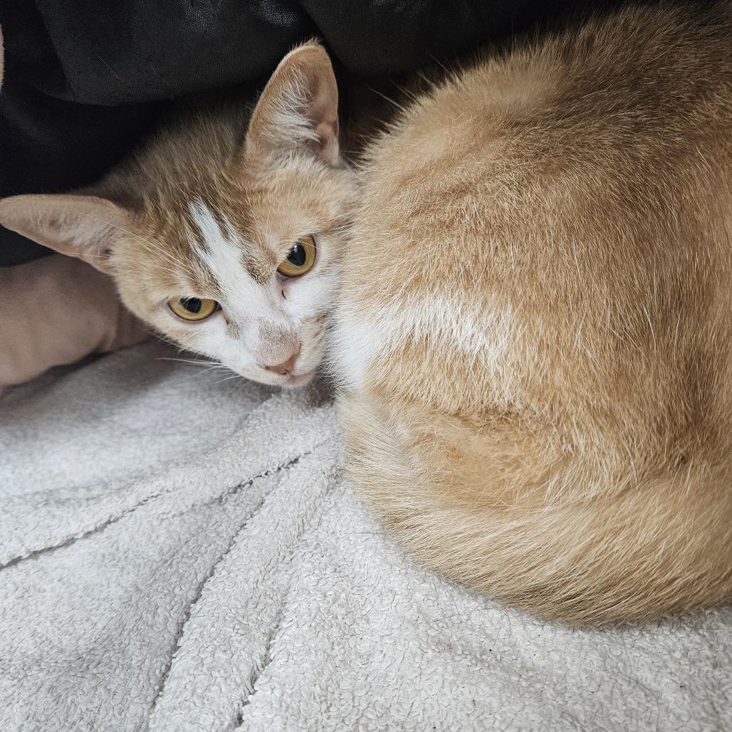 Enlarge Petunia, a Adoptable Domestic Short Hair in Ridgely, MD image 2/4