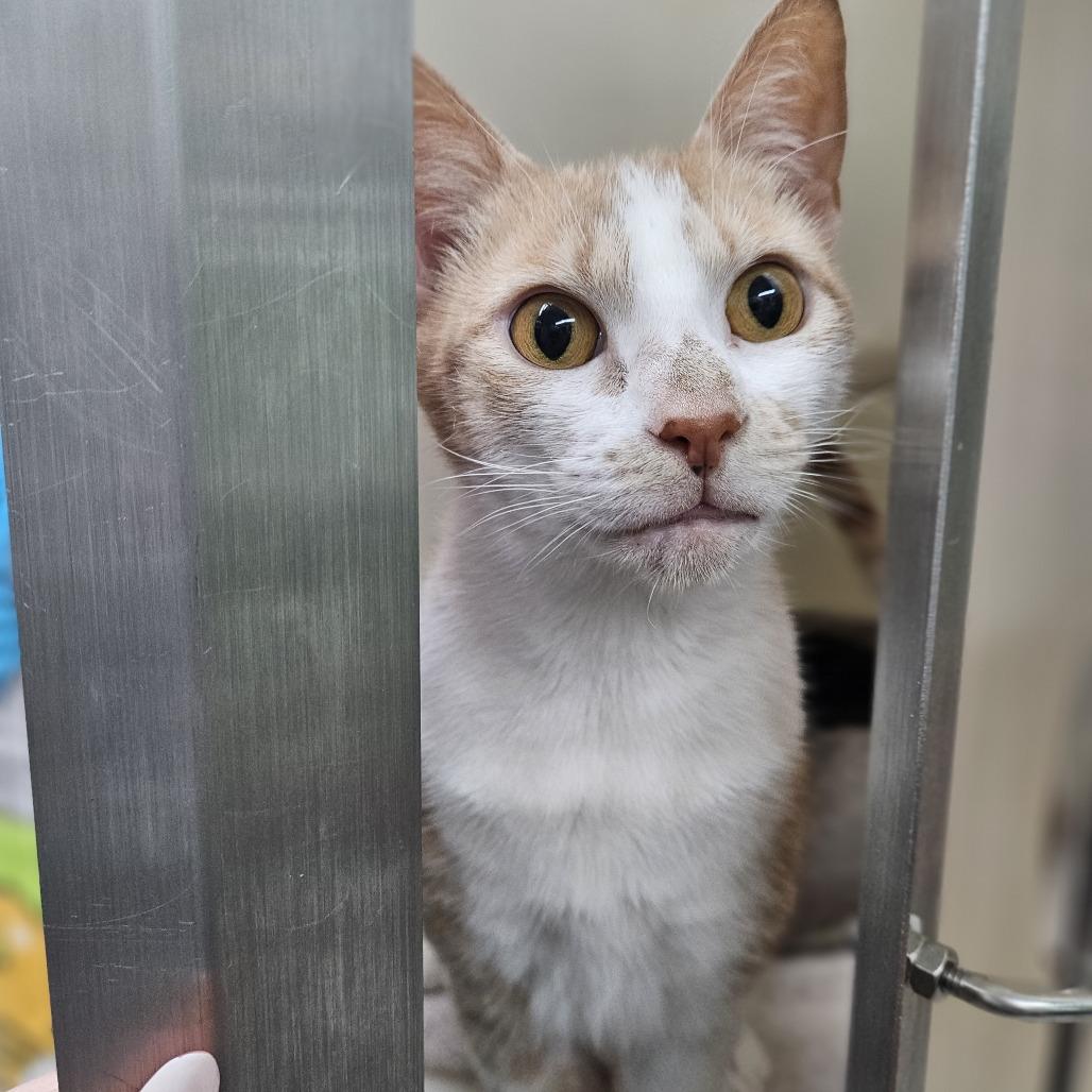 Enlarge Petunia, a Adoptable Domestic Short Hair in Ridgely, MD image 3/4