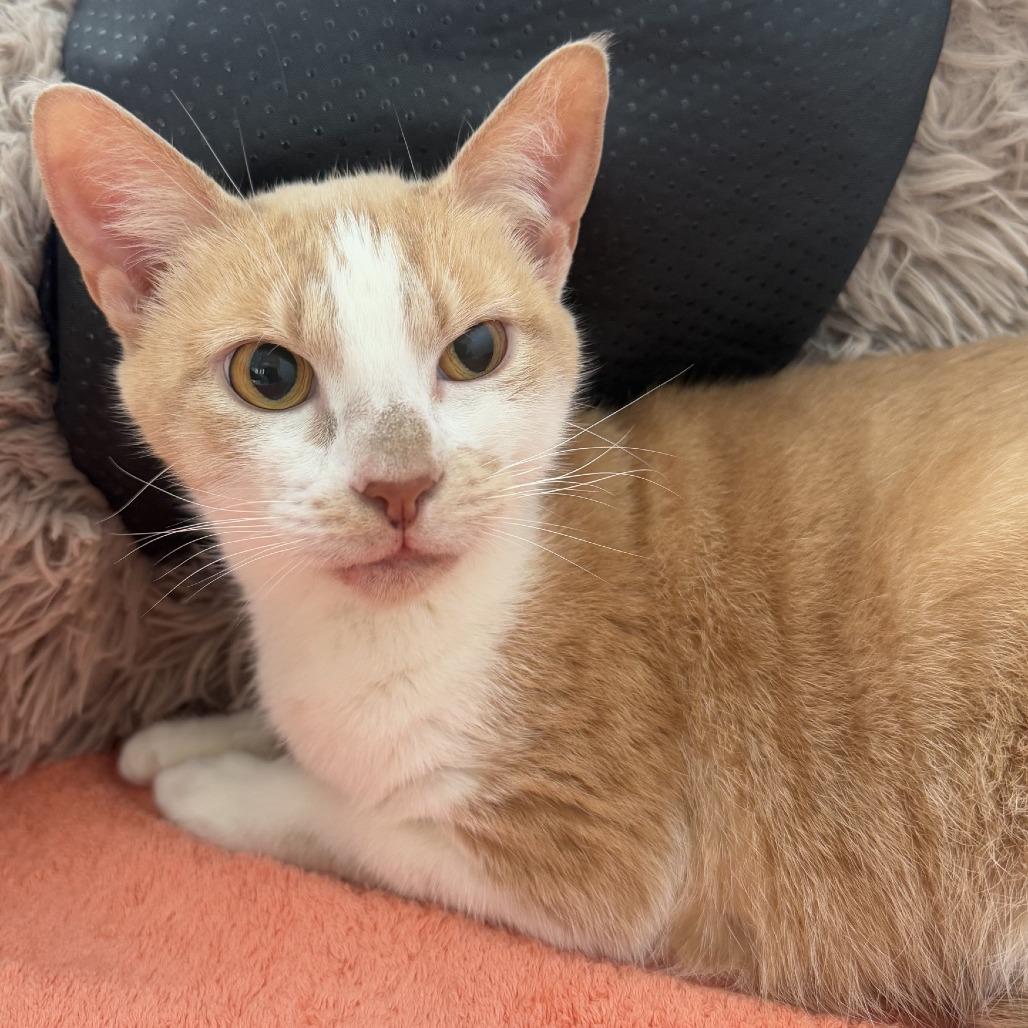 Enlarge Petunia, a Adoptable Domestic Short Hair in Ridgely, MD image 4/4