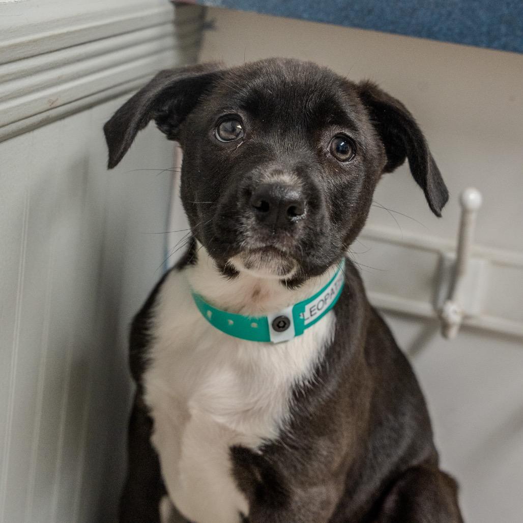 Cleopatra, a Adoptable mixed breed in Pawling, NY image 1/5